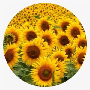 Girasol - Cover Photo In Facebook Sunflower