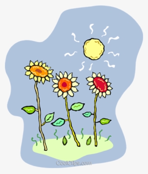Girasoles Que Crecen En El Sol Libres De Derechos Ilustraciones - Energy