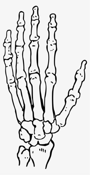 Of The Big Image Png - Black And White Skeleton Hand