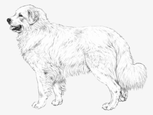 Great Pyrenees - Great Pyrenees Black Background
