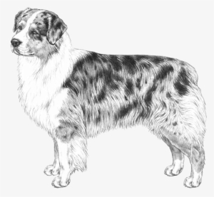 Australian Shepherd - Australian Shepherd Graphic Png