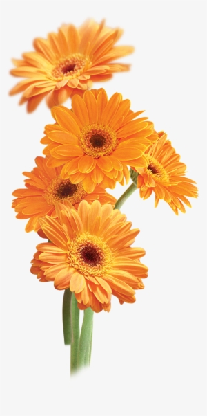Pin By Nejbi Zsuzsi On Virágok - Orange Daisies Clipart