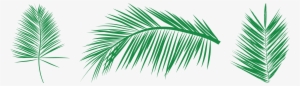 Leaf Palm Branch Arecaceae Clip Art - Leaves Palm Vector Png Free