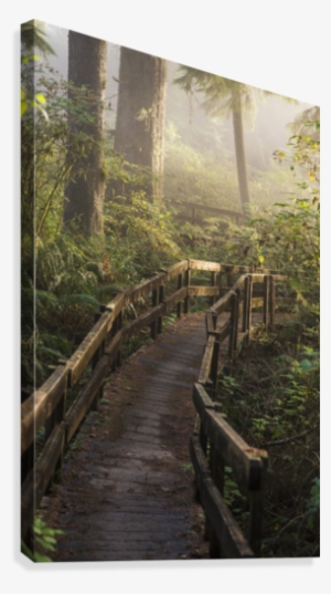 Fog Softens The Sunlight In The Forest Trail To The