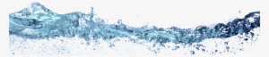 Water - Seabird