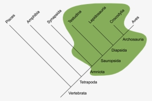 1600px-traditional Reptilia - Evolução Dos Repteis