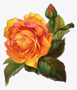 Free Victorian Flowers And Vintage Fruit Clip Art And - Yellow Roses Vintage Png