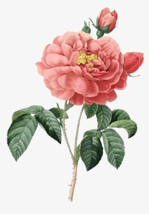 Download At - Zazzle.com Vintage Blooming Rose 90th Birthday Custom