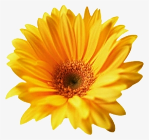 Gerbera By Jeanicebartzen On Deviantart - Yellow And Red Flower Png