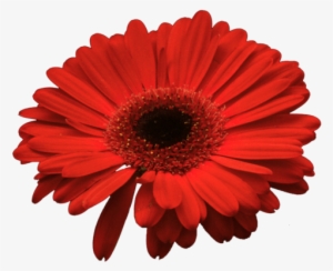 Colored Daisies - Red Daisy Png