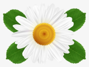 Visit - Free White Daisies Clipart