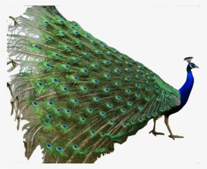 Peacock Feather Png For Kids - National Bird Of India