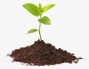 Seedling Fivera 2016 08 14t19 - Plant And Soil Png