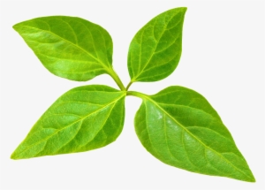 One Large Tree Provides A Day's Supply Of Oxygen For - Master Gardener Program