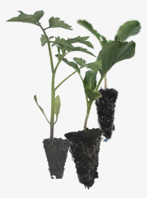 Vegetable Seedlings - - Top Crop Nursery