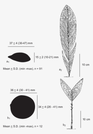 Dimensions Of A) Attalea Maripa And B) Astrocaryum - Astrocaryum Aculeatum