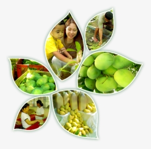 Philippine Mango Seedling Farm Corp