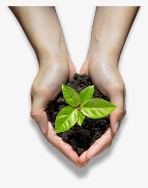 Hands Holding A Seedling - Hand