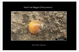 Seedcornmaggot Larva - Delia Platura