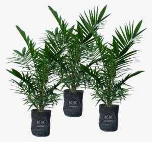 Oil Palm Seedlings From Reputable Sources - Palm Trees