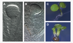 Fig2new - Twin Seedlings