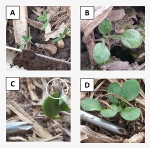 Scout Your Fields For Weed Seedlings This Spring - Giant Ragweed