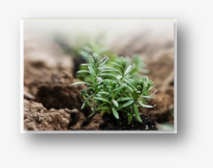 Seedling - Essential Oil