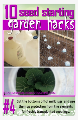 There Are So Many Uses For Milk Jugs In The Garden - Name The Seeds You Planted In The Eggshell