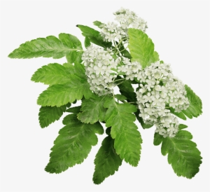 Oak Leaf Mountain Ash - Mountain Ash