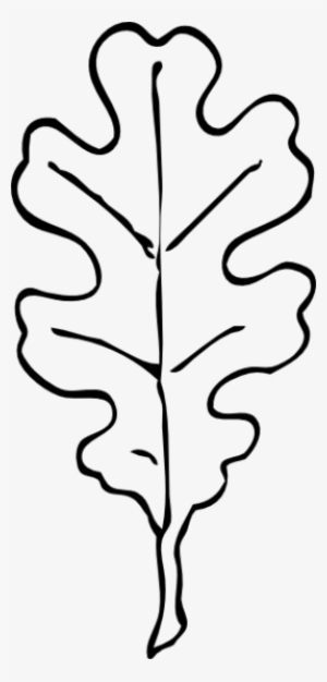 Acorn Drawing Oak Leaf - Oak Leaf Clip Art Black And White