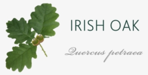 Irish Oak Tree Meaning - Irish Oak Tree Leaf