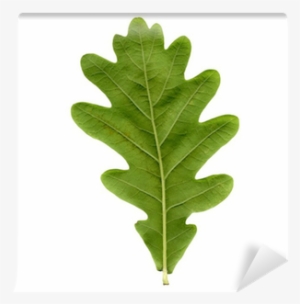 Oak Tree Leaf