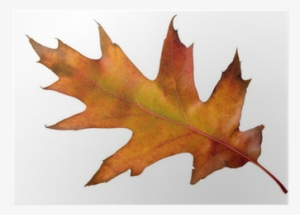 Maple Leaf