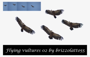 Vultures Flying Png Clipart Turkey Vulture Eagle - Group Of Vultures Flying