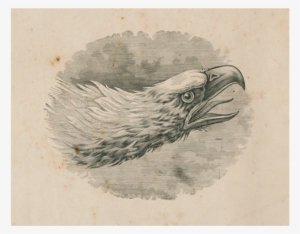Eagle Portrait - Hornbill