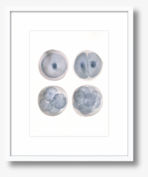 Embryo Watercolor