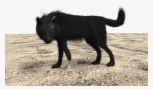 Tumblr Mcyg5etcnb1rwc3p9o1 500 Wolf - Schipperke