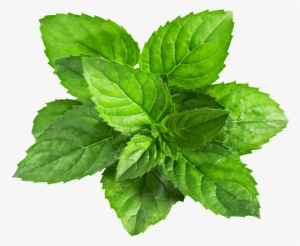 A Mint Leaf Transparent Plant Vector - Mint Png Transparent