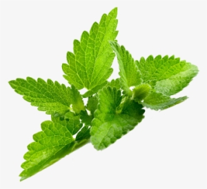 Pride Of India - Organic Mint Herbal Tea, 1 Pound Whole