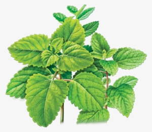 Graphic Library Cloud Rooftop Farm Out In The Garden - Lemon Balm Botanical Drawing