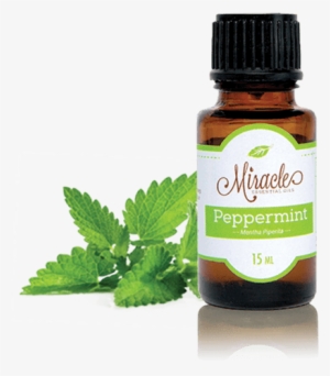 Store Peppermint Miracle Essential Oils - Spearmint Candle Fragrance Oil