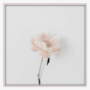 [ Quick Reply ] - Garden Roses