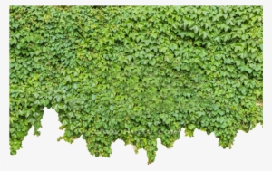 Ivy Wall Png - Green Wall Png
