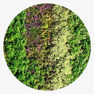 Green Wall Design - Green Wall