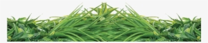 Natrahedge® Living Wall Can Bring The Abundant Yet - Sweet Grass
