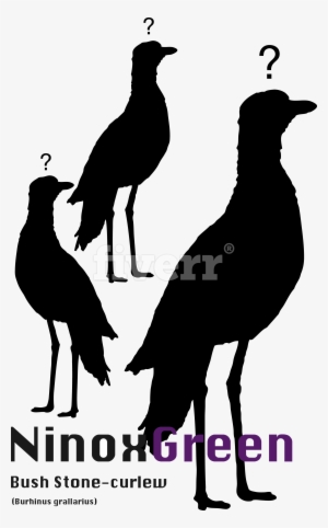 Phasianidae