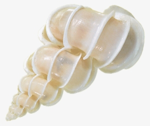 Shells