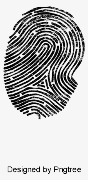Fingerprint Creative, Fingerprint, Finger, Lines Png - Portable Network Graphics