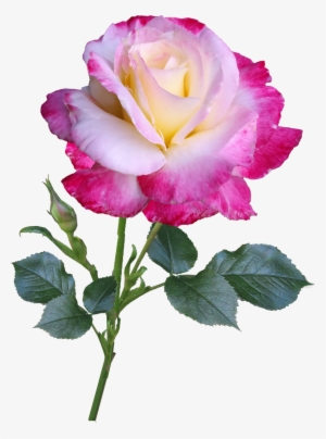 Rose Flower Stem - Png Double Rose