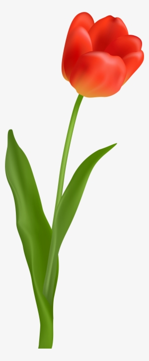 Flower With Stem Png Picture - Red Tulip Flower Png